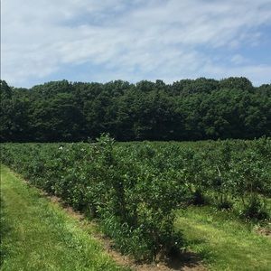 Meet your Posher, Meredith